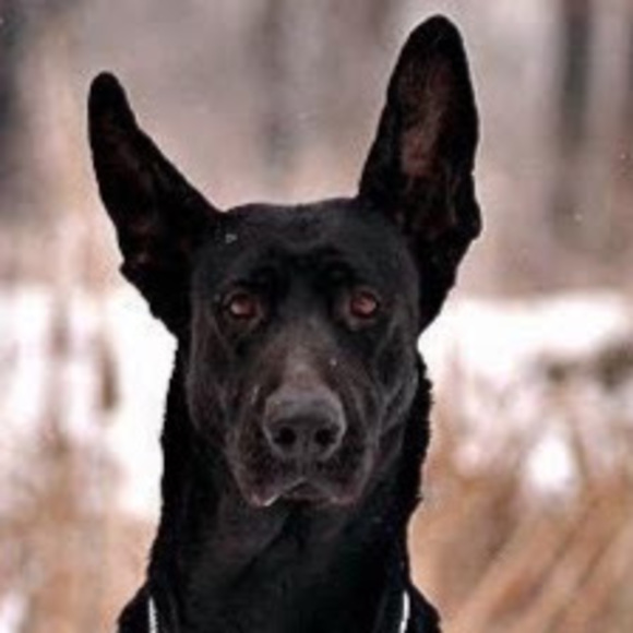 Meet your Posher, Lin - Picture 1 of 1